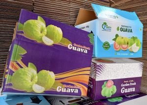 10 Kg Guava Packaging Box